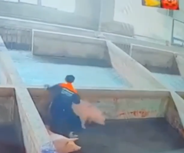 一男子在养猪场操猪，被发现后开除 #猎奇 #撸管 #人和动物